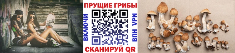 Псилоцибиновые грибы Cubensis дарнет шоп mega вход Киреевск